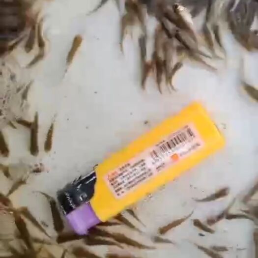 佛山 土鲮鱼苗粒