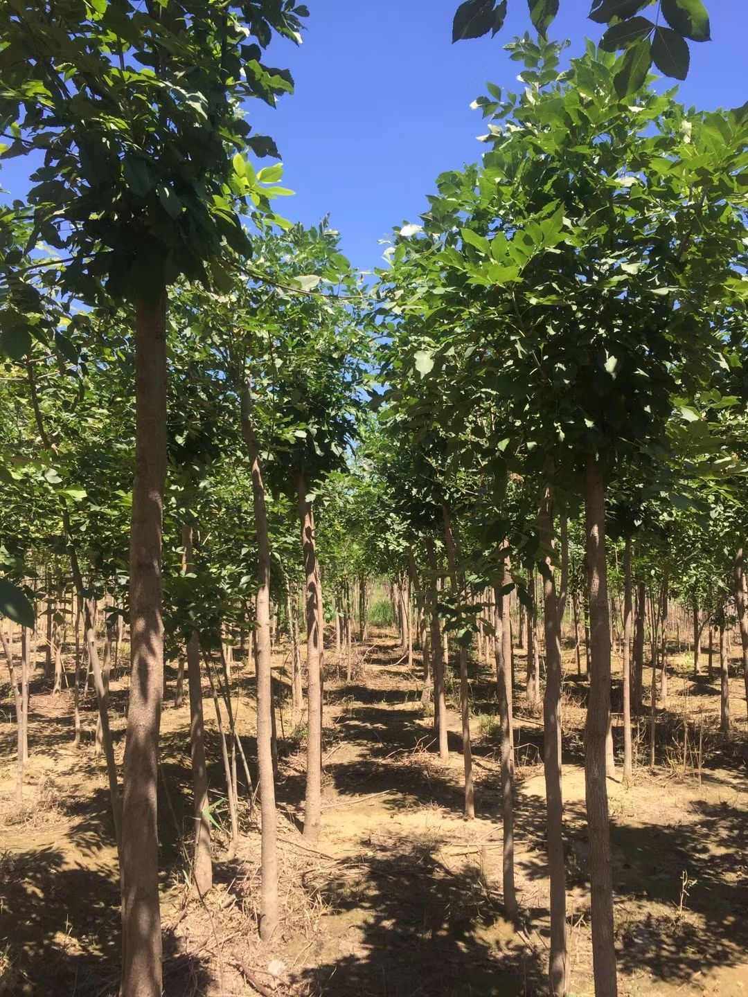 金叶白蜡 自家苗木，低价出售