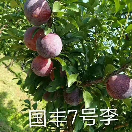 义县国峰7号李子苗 辽宁义县售1公分国丰七李子苗
