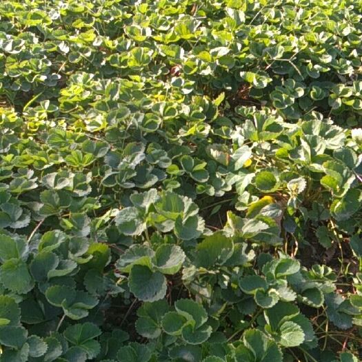 临沂 草莓苗5个品种，有，九香，甜查理，二号，全明星，甜果。