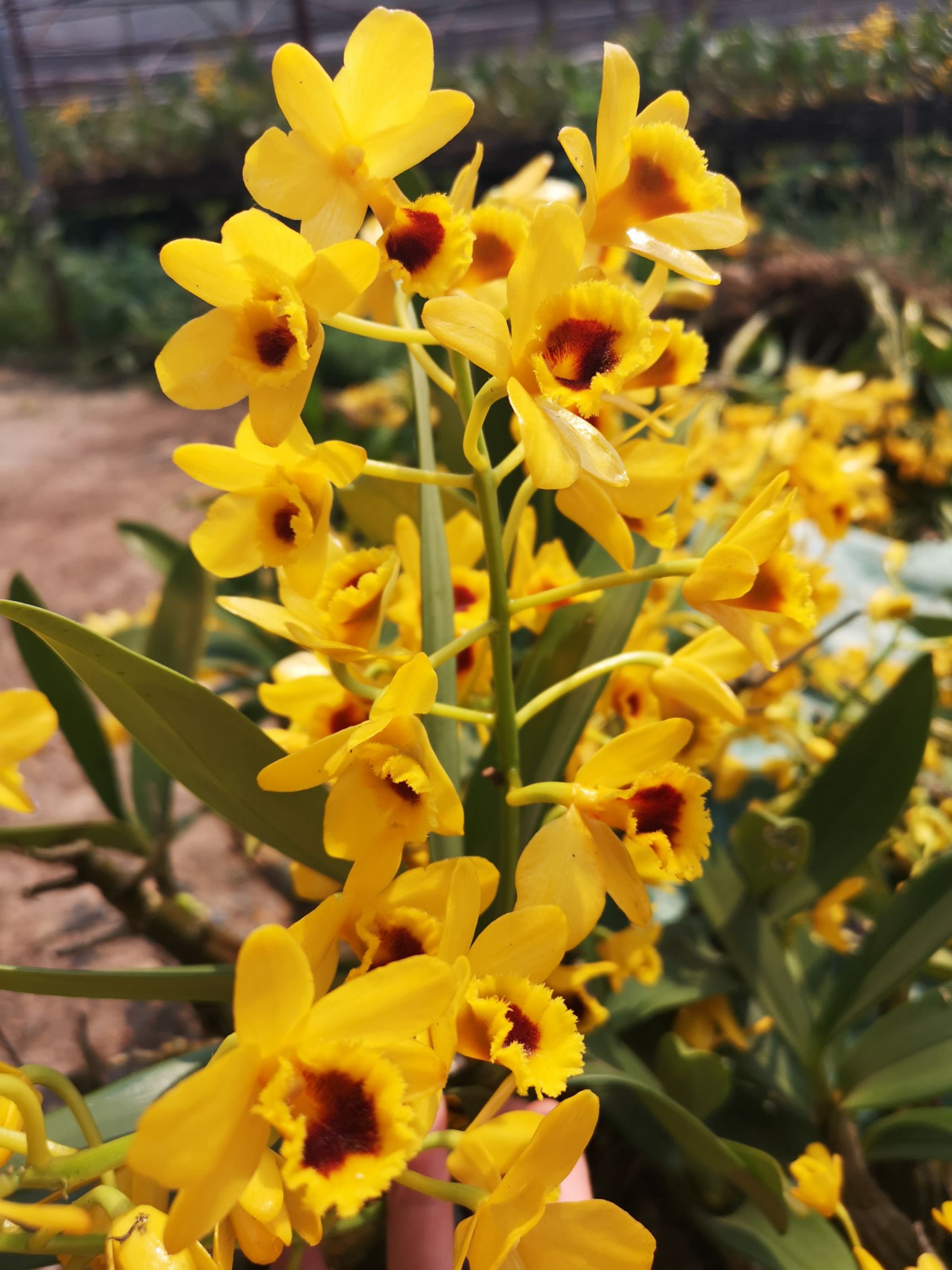  云南鼓槌石斛花