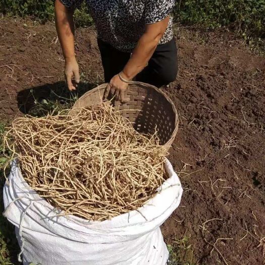 自贡 鱼腥草根