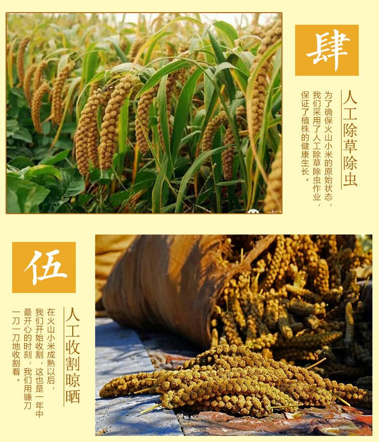  2019年丰收节新鲜有机小米，真空包装