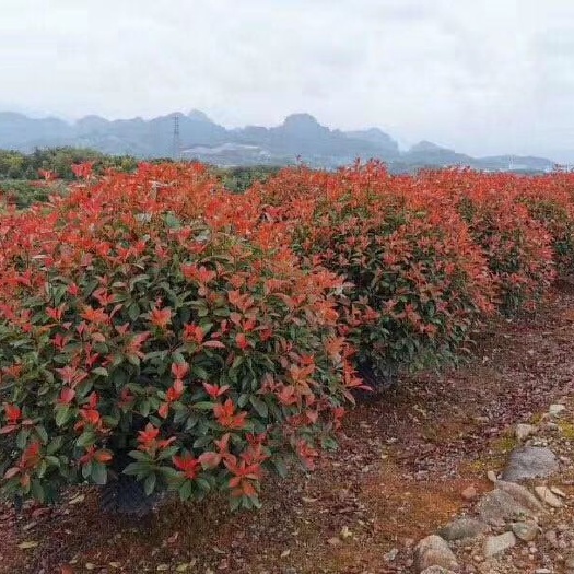 咸宁红罗宾  红叶石楠精球毛球