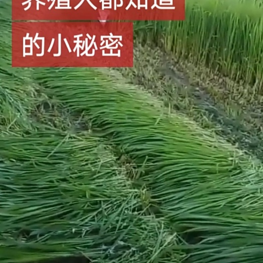 嘉祥县 牧草种子 正规公司质量保证