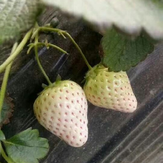 泰安凤岐草莓基地批发京郊小白草莓苗口感好产量高适合南北方露天种