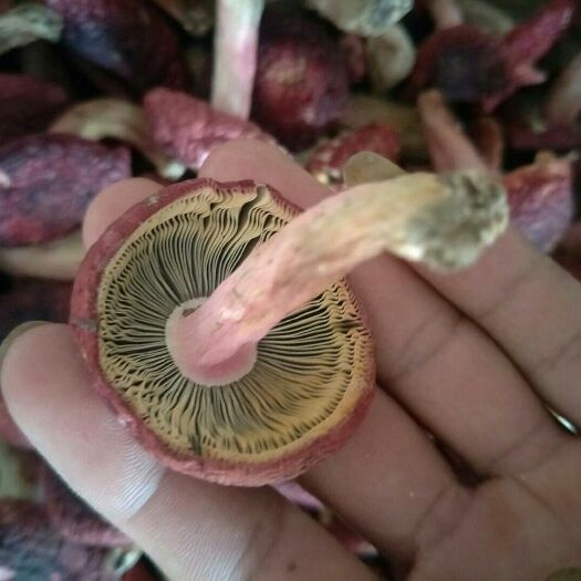 云南高山红菇  大标