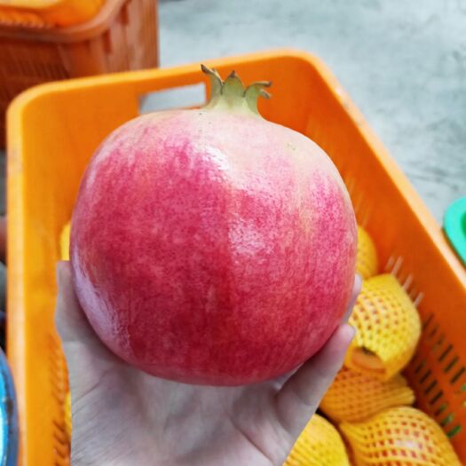 会理市 石榴