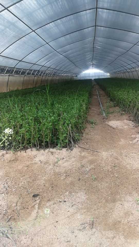 齐早，4-8.红布鲁克斯，蜜露，吉塞拉矮化樱桃苗