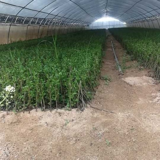 扶风县吉塞拉樱桃苗  矮化樱桃苗，俄罗斯八号，齐早，鲁樱三蜜露塔马