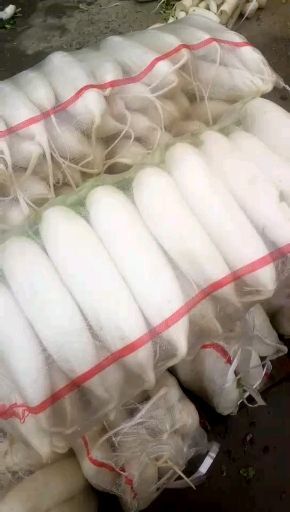 保定301白萝卜 大量供应各种蔬菜