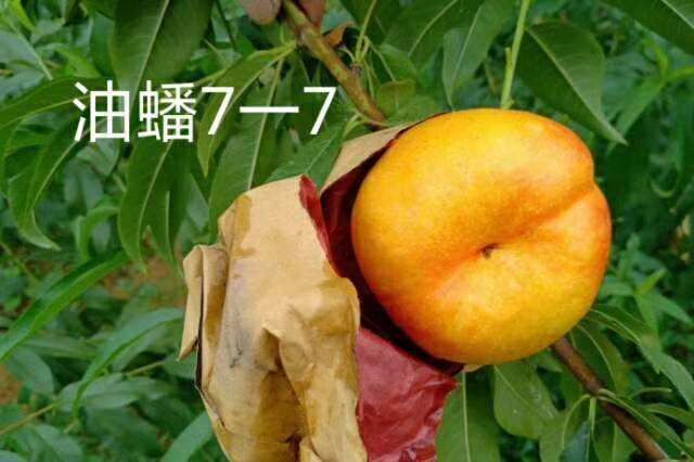 平邑县 油蟠桃树苗，盆栽地栽，南北方种植！