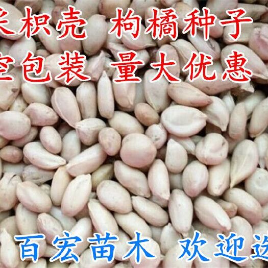 沭阳县 新采枸橘种子枳壳种子枸桔积壳籽橘子红橘种子嫁接砖木带刺篱笆