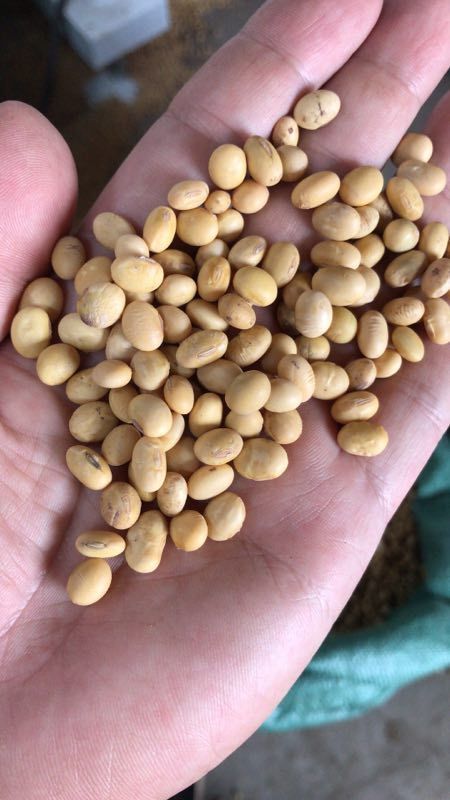 石首市黄大豆 湖北荆州有机黄豆