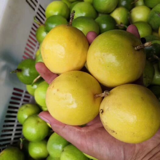 桂林 桂林高山黄金百香果 芭乐味