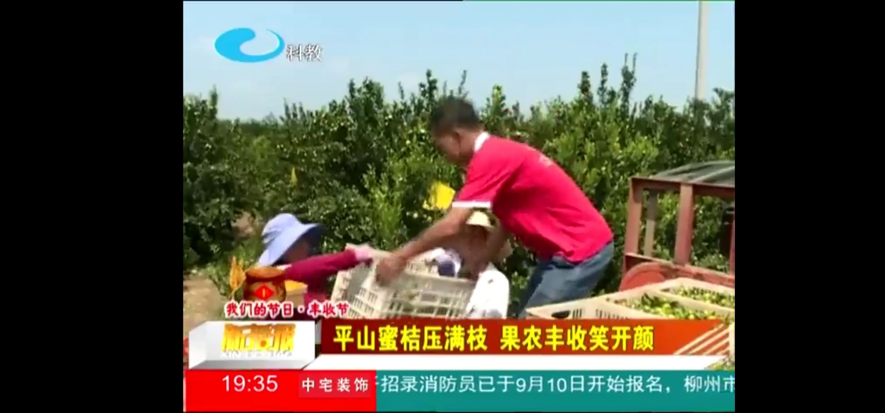 贡桔 南丰蜜橘