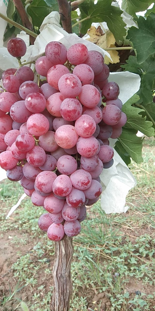 美国红提葡萄品种介绍图片