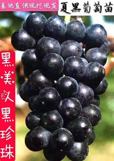 平邑县 黑美人    夏黑葡萄苗，1-多年生扦插苗嫁接苗带土包