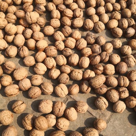 饶阳县 特干薄皮核桃，农家自销，果实饱满，表皮光洁干净，天然无农