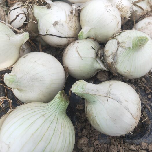 乌鲁木齐白皮洋葱 8~9cm
