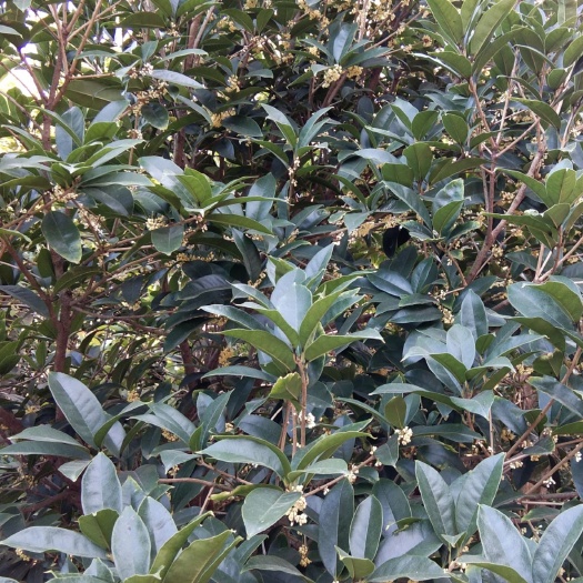 长丰县 金桂，桂花树