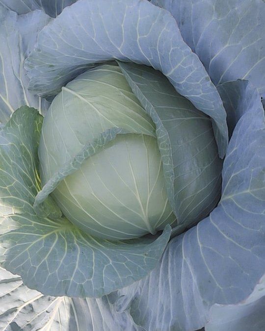 莲花白包菜 10月1号大量上市.颜色绿个头大.扁平菜.