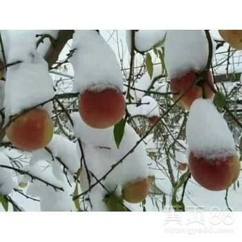 平邑县 雪桃苗，占地苗，盆栽地栽，南北方种植。