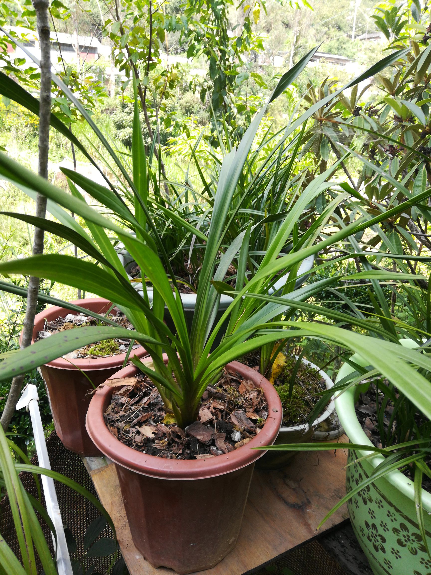 白花春天開(12月至次年2花期)虎頭蘭,紅唇,有紅嘴鷗名.