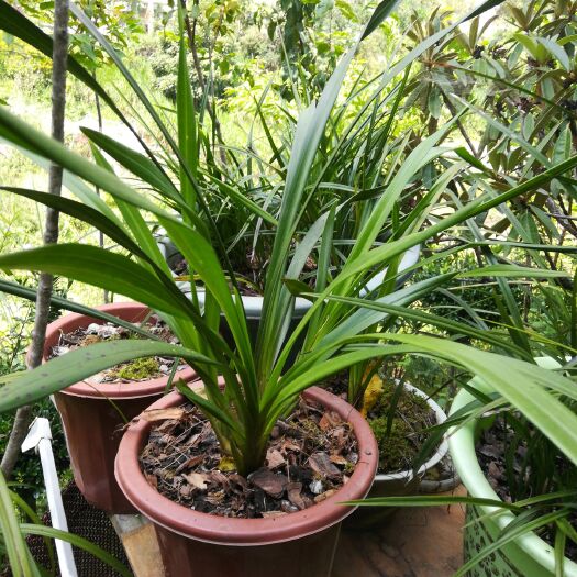 南涧县 白花春天开（12月至次年2花期）虎头兰，红唇，有红嘴鸥名。