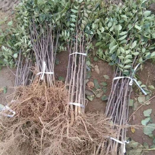 平邑县 大量供优质大红袍花椒苗