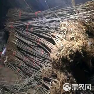 蛇果苹果苗 新引进美国蛇果树苗，基地培育保证品种，南北方均可种植