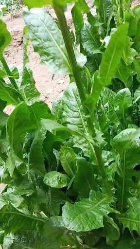 嘉祥县养鹅就喂菊苣牧草