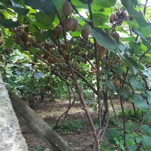 周至县翠香猕猴桃苗 自家果园，翠香猕猴桃，