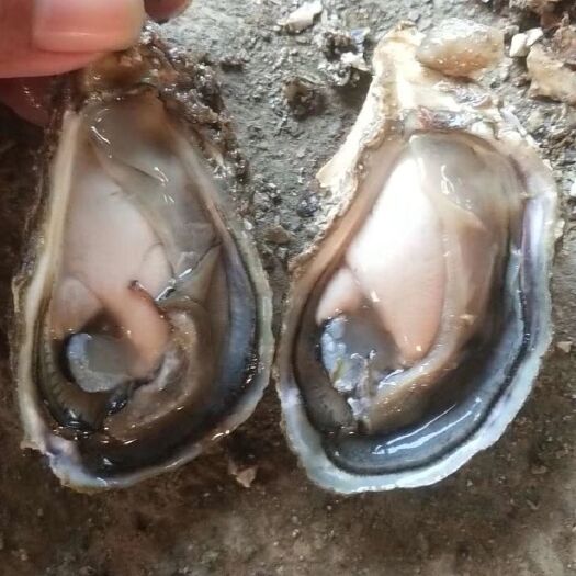 诏安县漳州牡蛎 生蚝4斤装