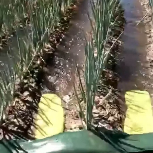 天津 好用的布水带水龙沟质量保证价格合理发货快