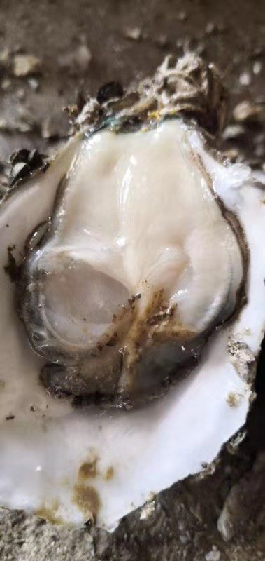 阳西县 阳江生蚝 湛江生蚝 台山生蚝中蚝3-4两/只