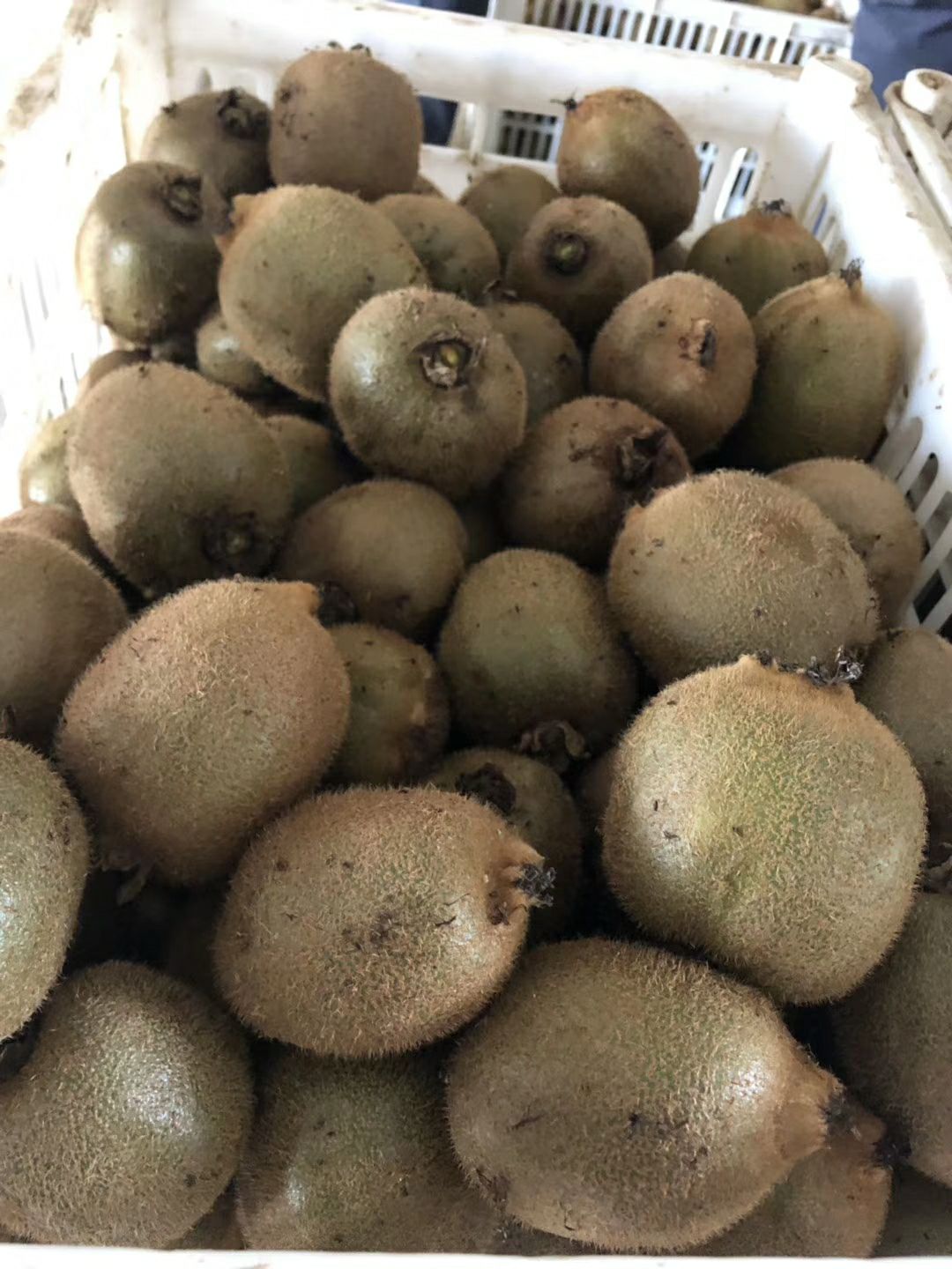 翠香猕猴桃 60~100克