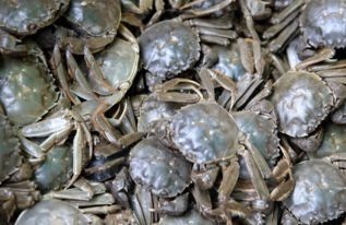 扎赉特旗太湖河蟹 2.0两以下 统货