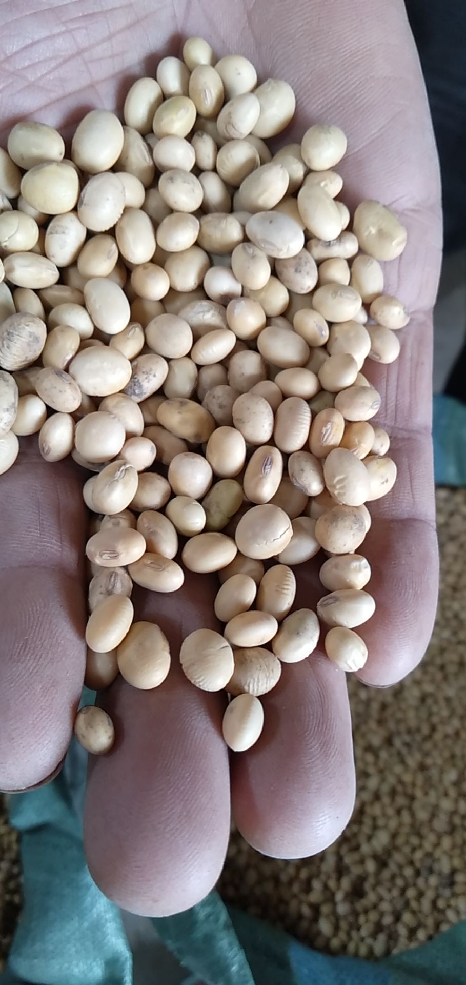 质优价美的高蛋白大豆,豆制品的首选.