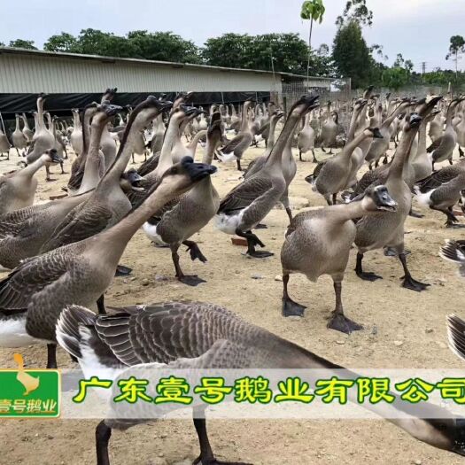 广州 黑鬃鹅鹅苗  包打疫苗  包运输路损  厂家直销
诚信第一