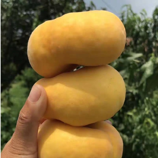 平邑县 黄金蟠桃树苗，蟠桃苗风味皇后中蟠17号，基地供应，现挖现发。