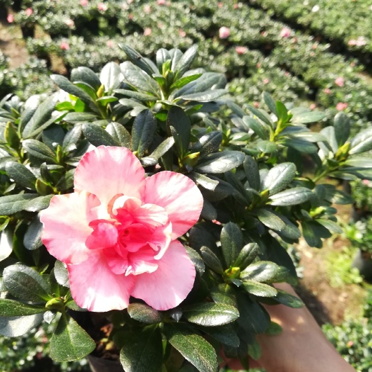漳平市小桃红杜鹃花 小桃红樱桃红160杯
