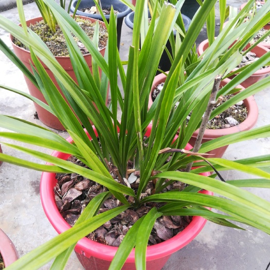 南涧县小神童兰花 自然种植，露天养护，浓香型。