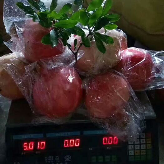 红石榴 籽大且甜，个大可口。