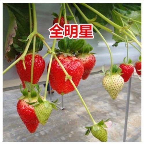 平邑县 全明星草莓苗，当年结果，包邮包成活，死苗免费补发，现挖现发货