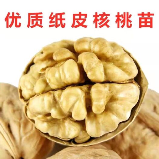 平邑县薄皮核桃苗 易种植 好管理 果大皮易剥 肉厚味香 死苗补发
