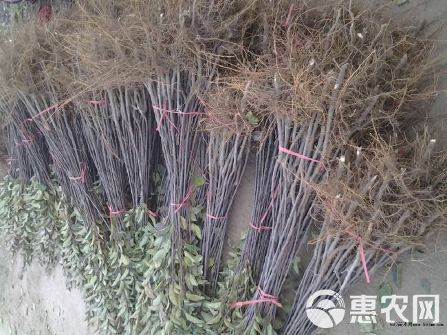  阿克苏冰糖心苹果苗，基地培育现挖现发，保湿发货提供技术