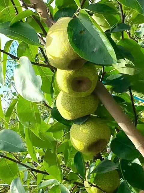 莱阳市莱阳梨 自家种植园种植