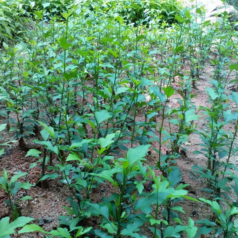  重瓣木槿花，開花艷麗清香，盆栽地栽，公園觀賞成活率高，包郵