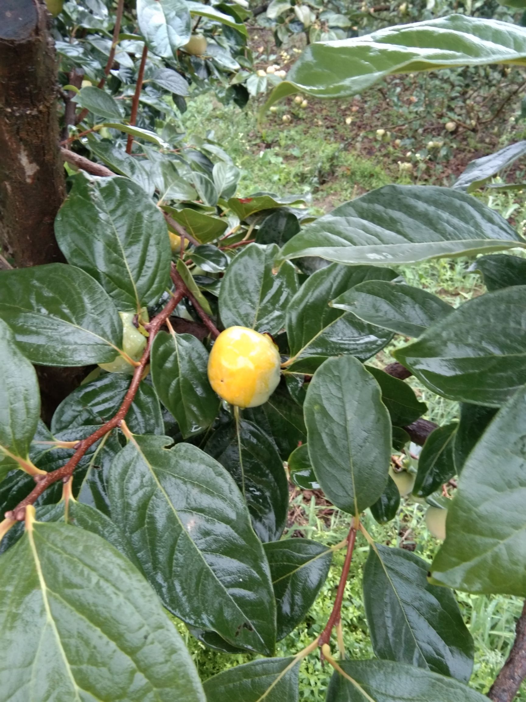  阳丰甜柿地处黄土高原，常年黄河水浇灌，口感甜脆。